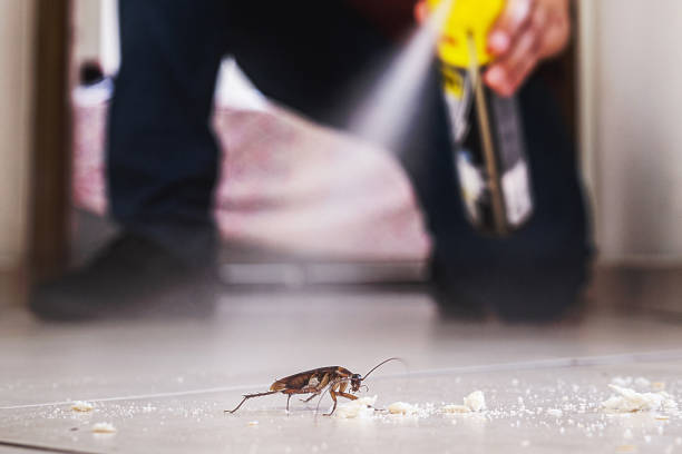 Wasp Removal Services in Havana, FL